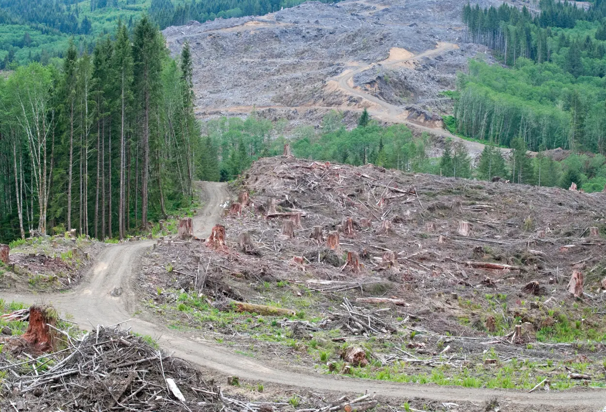 Indonesia jadi negara ke 2 yang kehilangan 10,5 juta ha hutan primer tropis