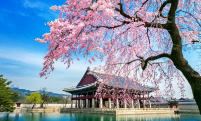 Jepang umumkan waktu bunga sakura mekar 2026, tokyo bulan maret!