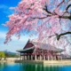 Jepang umumkan waktu bunga sakura mekar 2026, tokyo bulan maret!