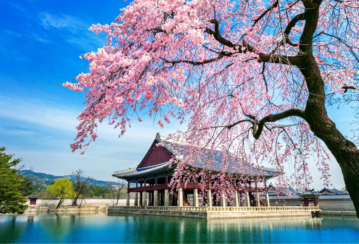 Jepang umumkan waktu bunga sakura mekar 2026, tokyo bulan maret!