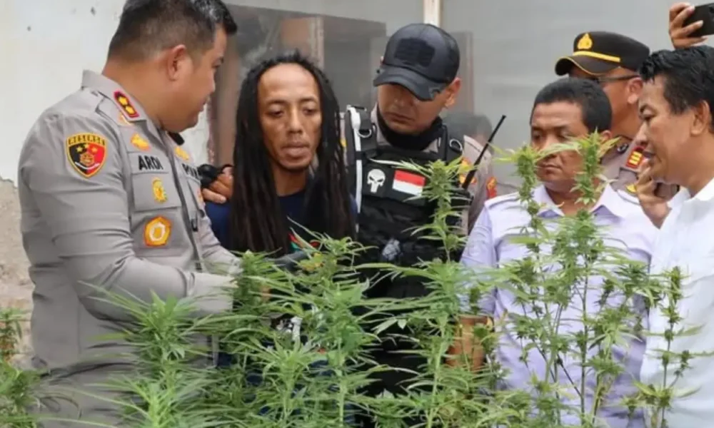 Kebun ganja dalam rumah di jombang terbongkar