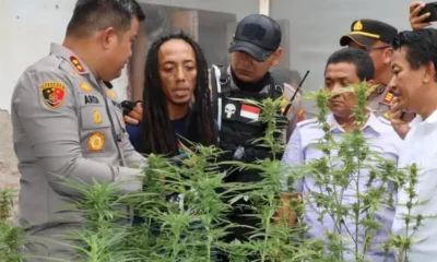 Kebun ganja dalam rumah di jombang terbongkar