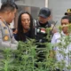 Kebun ganja dalam rumah di jombang terbongkar