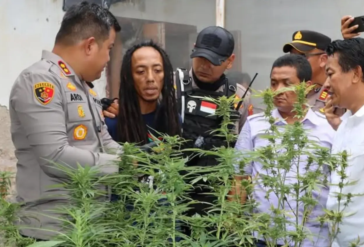 Kebun ganja dalam rumah di jombang terbongkar