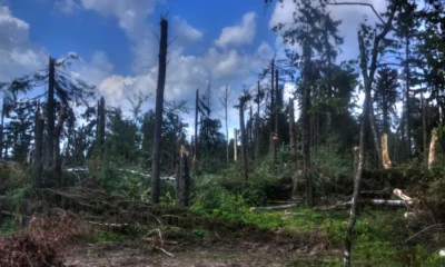 Kemenhut bantah tegas pernyataan bupati tapsel soal buka izin penebangan hutan pada oktober lalu