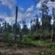 Kemenhut bantah tegas pernyataan bupati tapsel soal buka izin penebangan hutan pada oktober lalu