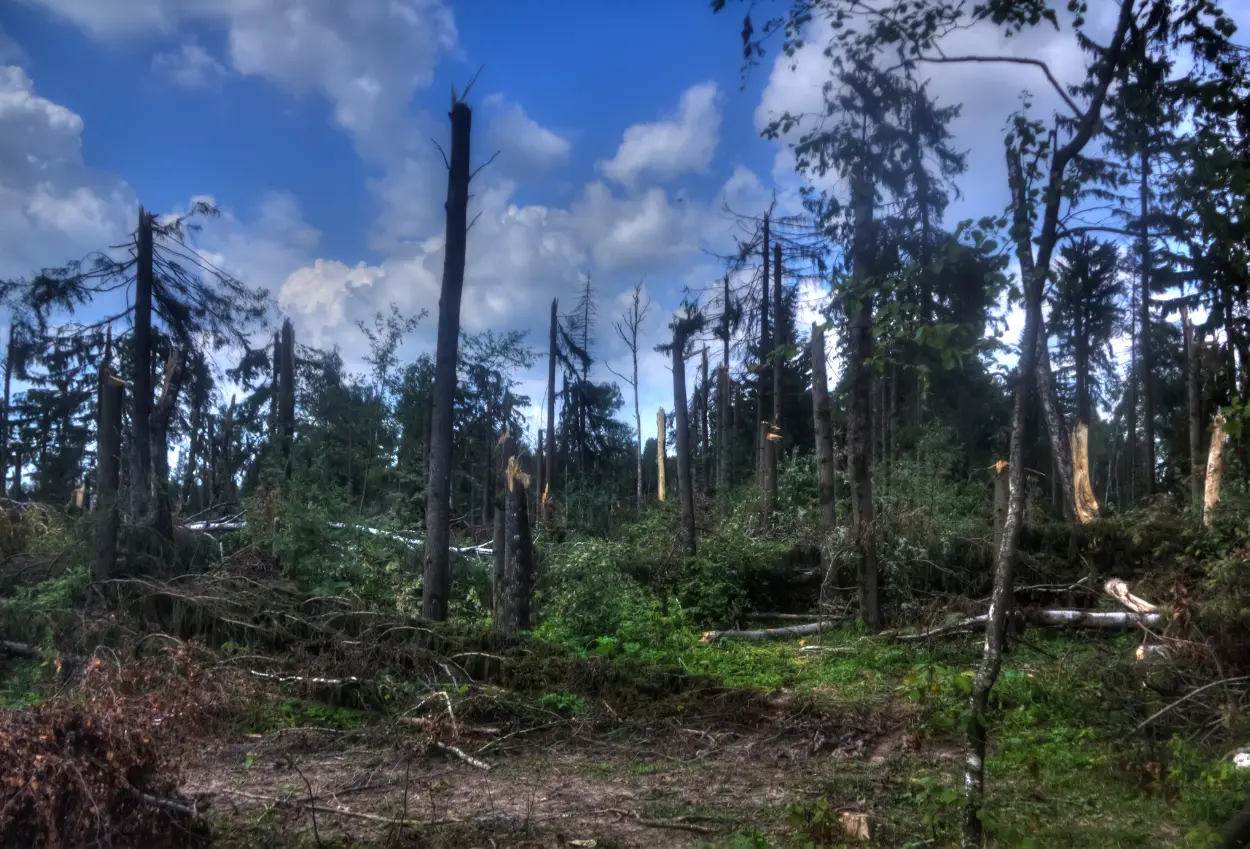 Kemenhut bantah tegas pernyataan bupati tapsel soal buka izin penebangan hutan pada oktober lalu