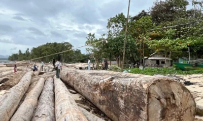 Kemenhut kayu yang berstiker kementerian di lampung bukan hanyut dari banjir sumatra