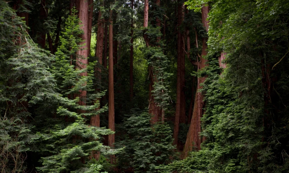 Kenapa hutan lindung penting ini fungsi, manfaat, dan dampaknya bagi kehidupan