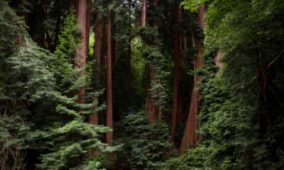 Kenapa hutan lindung penting ini fungsi, manfaat, dan dampaknya bagi kehidupan
