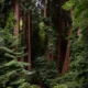 Kenapa hutan lindung penting ini fungsi, manfaat, dan dampaknya bagi kehidupan