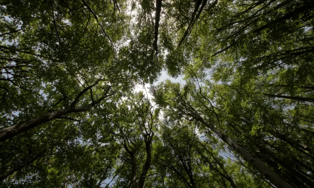 Manfaat hutan lindung bagi lingkungan