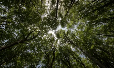 Manfaat hutan lindung bagi lingkungan