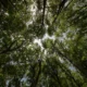 Manfaat hutan lindung bagi lingkungan