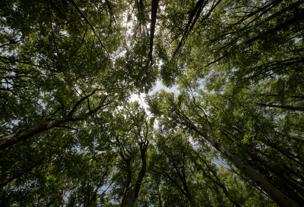 Manfaat hutan lindung bagi lingkungan