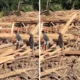 Menhut minta bantuan polri usut kasus kayu gelondongan pemicu bencana di sumatra