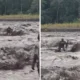 Momen menegangkan! penambang pasir terjebak banjir lahar semeru di tengah sungai