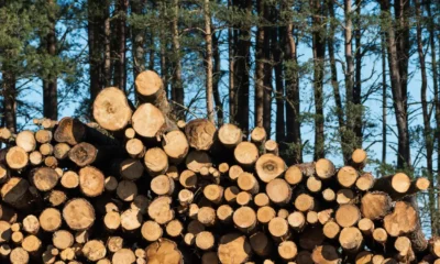 Negara rugi rp447 miliar dalam kasus illegal logging di mentawai