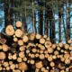 Negara rugi rp447 miliar dalam kasus illegal logging di mentawai