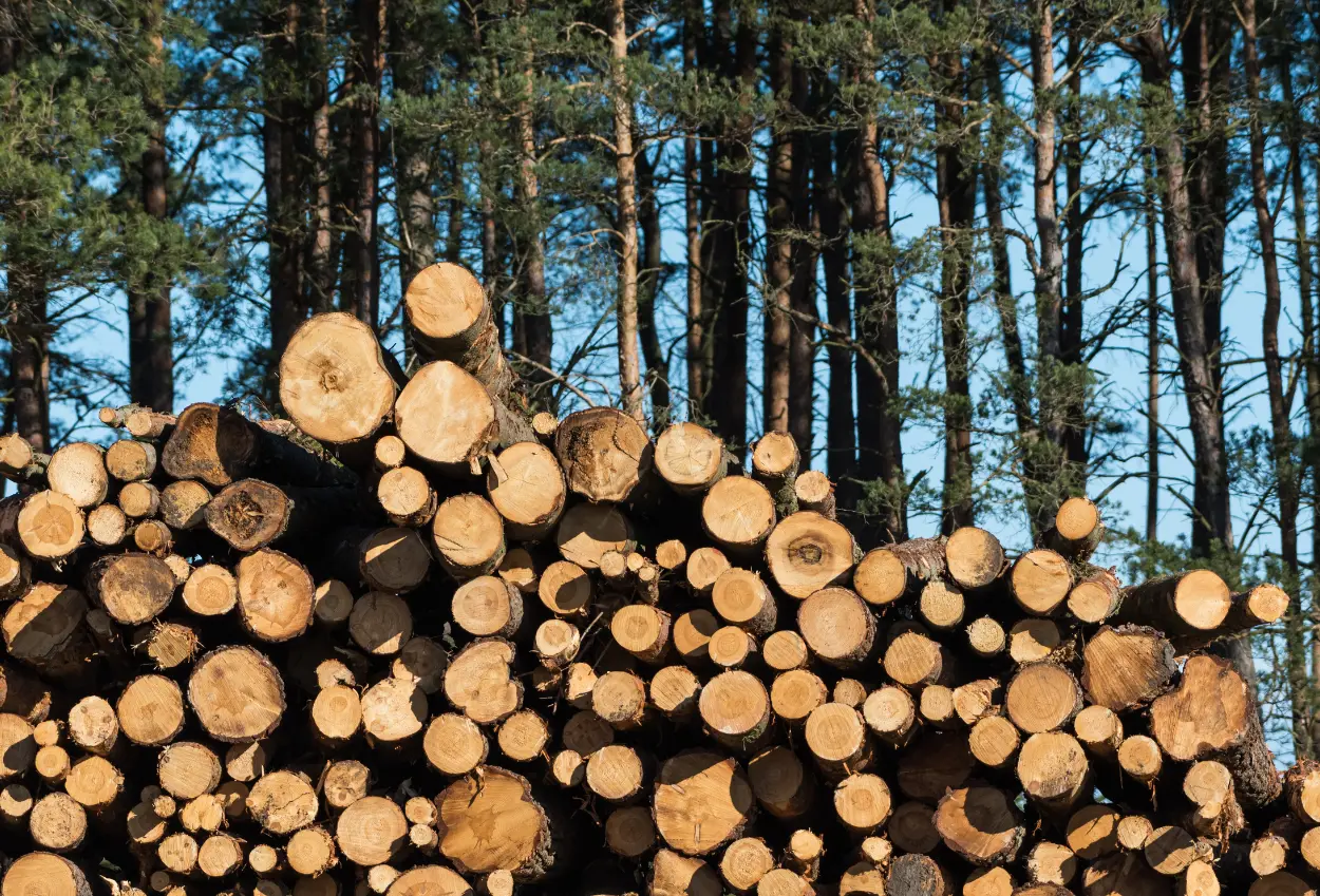 Negara rugi rp447 miliar dalam kasus illegal logging di mentawai