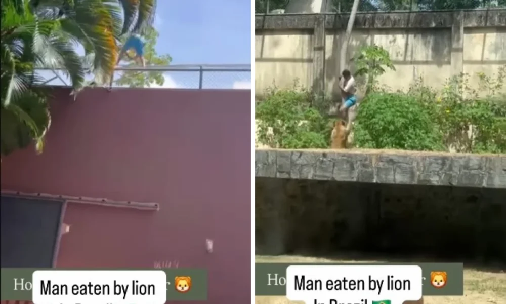 Nekat masuk kandang, pria tewas diserang singa di kebun binatang brasil