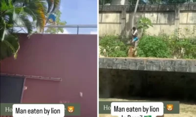 Nekat masuk kandang, pria tewas diserang singa di kebun binatang brasil