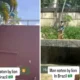 Nekat masuk kandang, pria tewas diserang singa di kebun binatang brasil