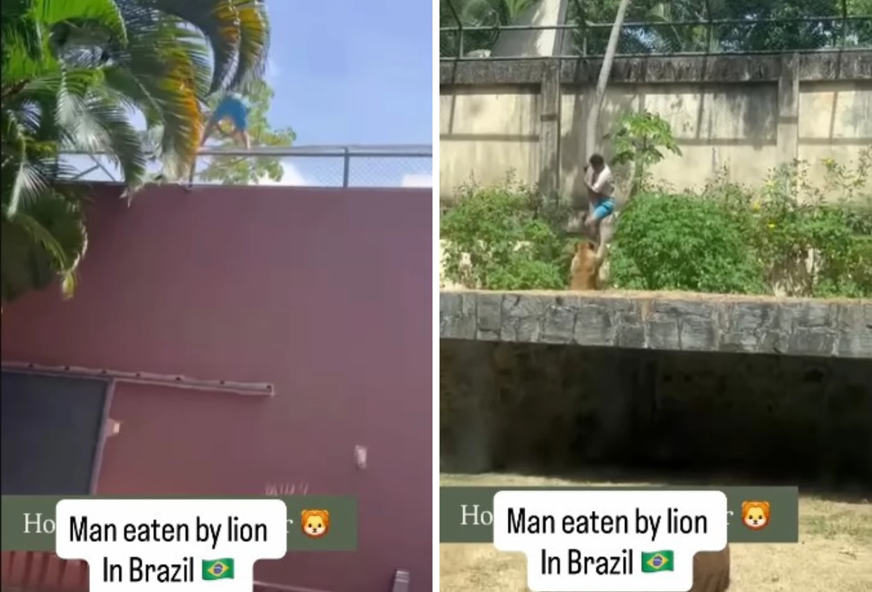 Nekat masuk kandang, pria tewas diserang singa di kebun binatang brasil