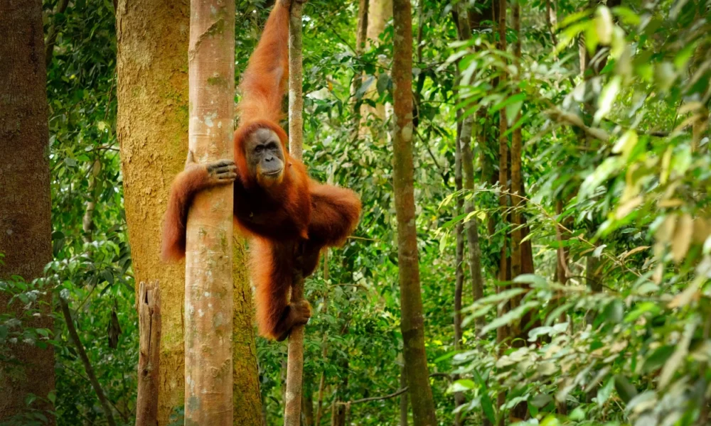Orangutan tapanuli yang langka ditemukan mati di bawah tumpukan kayu gelondongan