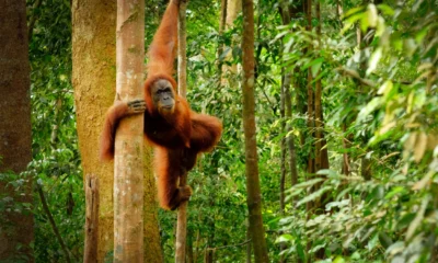 Orangutan tapanuli yang langka ditemukan mati di bawah tumpukan kayu gelondongan