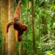 Orangutan tapanuli yang langka ditemukan mati di bawah tumpukan kayu gelondongan
