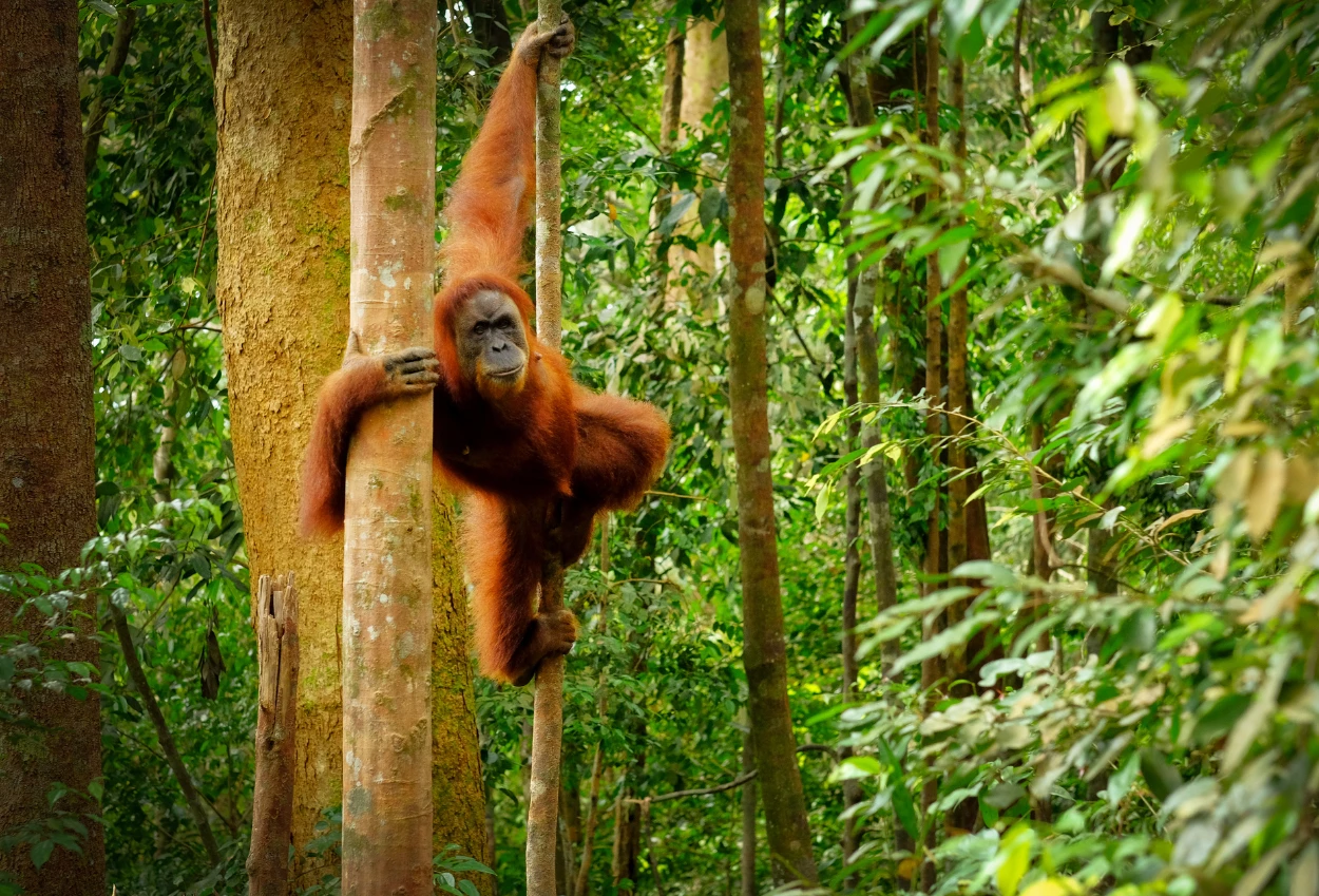 Orangutan tapanuli yang langka ditemukan mati di bawah tumpukan kayu gelondongan