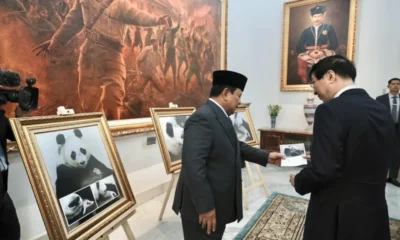 Prabowo pamer bayi panda yang baru lahir saat dikunjungi ketua mpr china