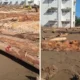 Relawan bencana banjir longsor temukan kayu gelondongan ada nomornya