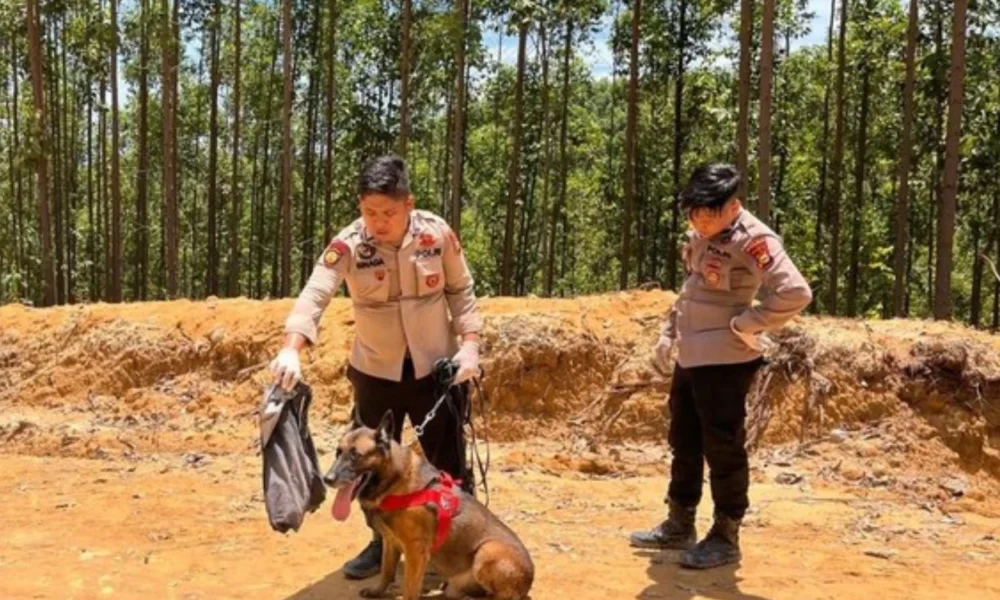 Reno, anjing k 9 gugur saat cari korban bencana di agam sumbar
