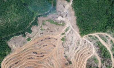 Satgas pkh denda rp38 triliun untuk 71 perusahaan yang jadikan hutan sebagai lahan sawit tambang