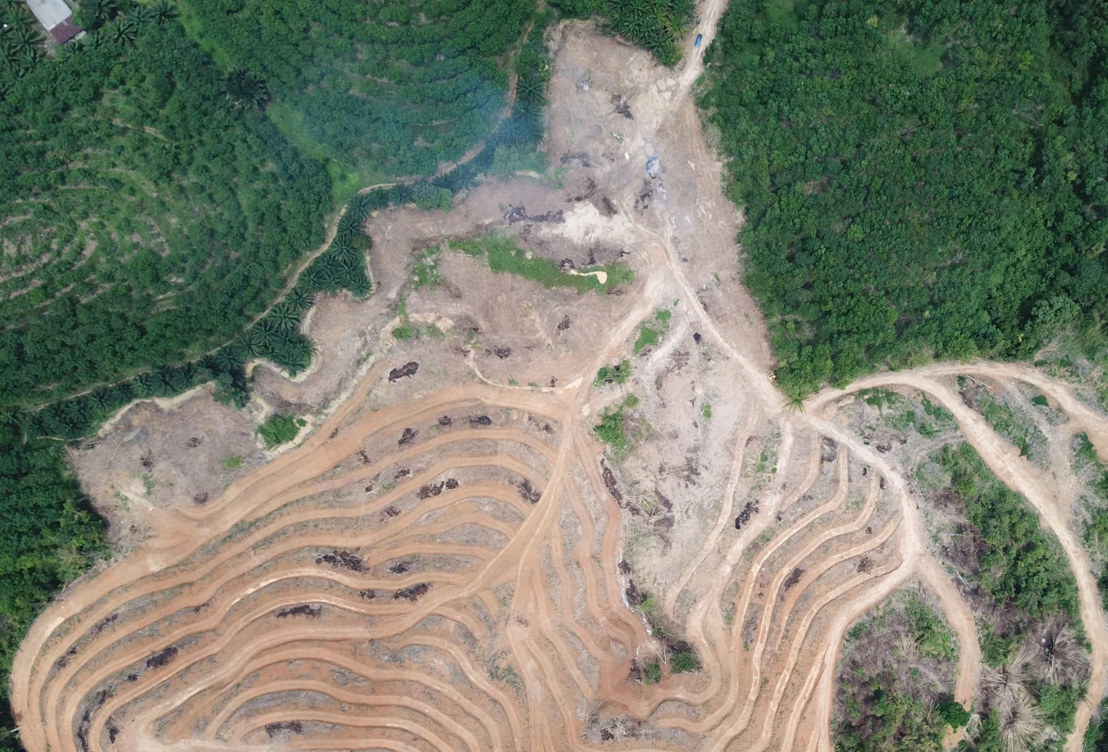 Satgas pkh denda rp38 triliun untuk 71 perusahaan yang jadikan hutan sebagai lahan sawit tambang