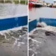 Sempat terdampak banjir rob, operasional ancol tetap buka untuk pengunjung!
