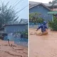 Sibolga kembali diterjang banjir bandang akibat hujan deras