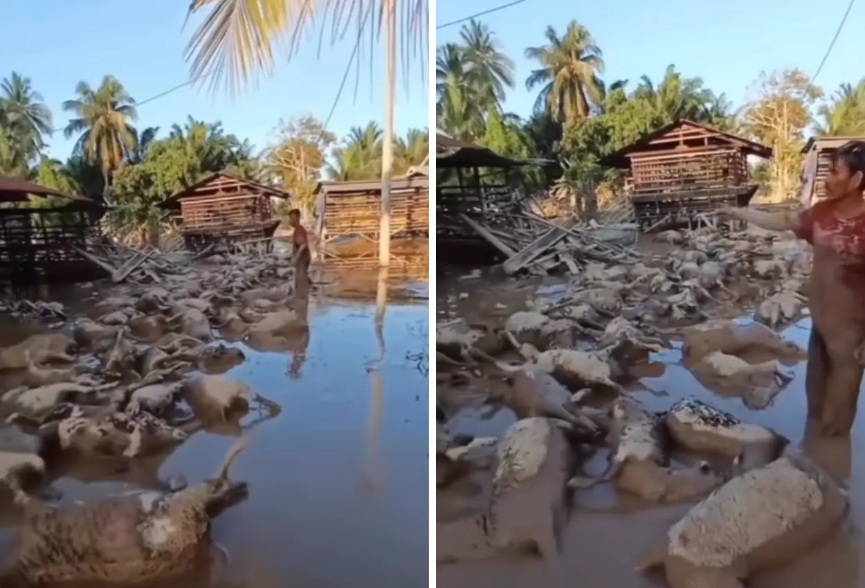 Tangis peternak aceh saat temukan kambingnya tewas terendam banjir