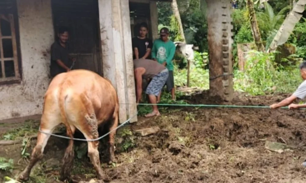 Tragis! pria di pacitan tewas usai diseruduk sapi ternaknya