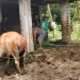 Tragis! pria di pacitan tewas usai diseruduk sapi ternaknya