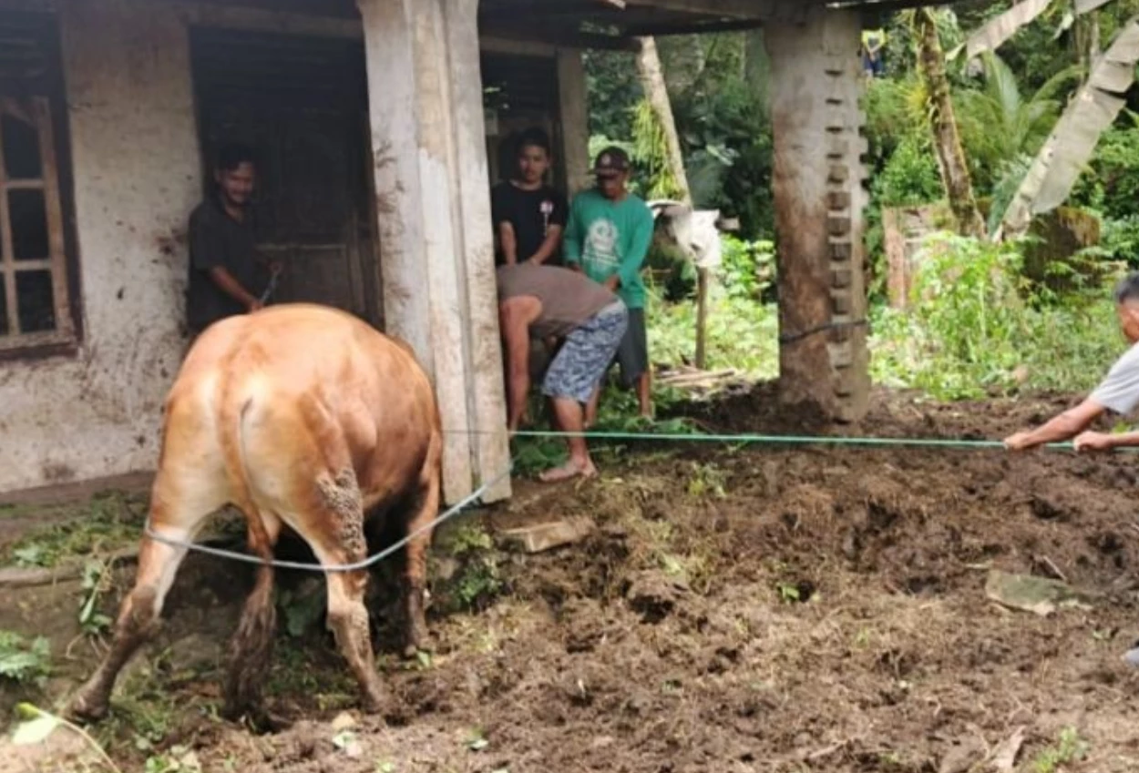 Tragis! pria di pacitan tewas usai diseruduk sapi ternaknya