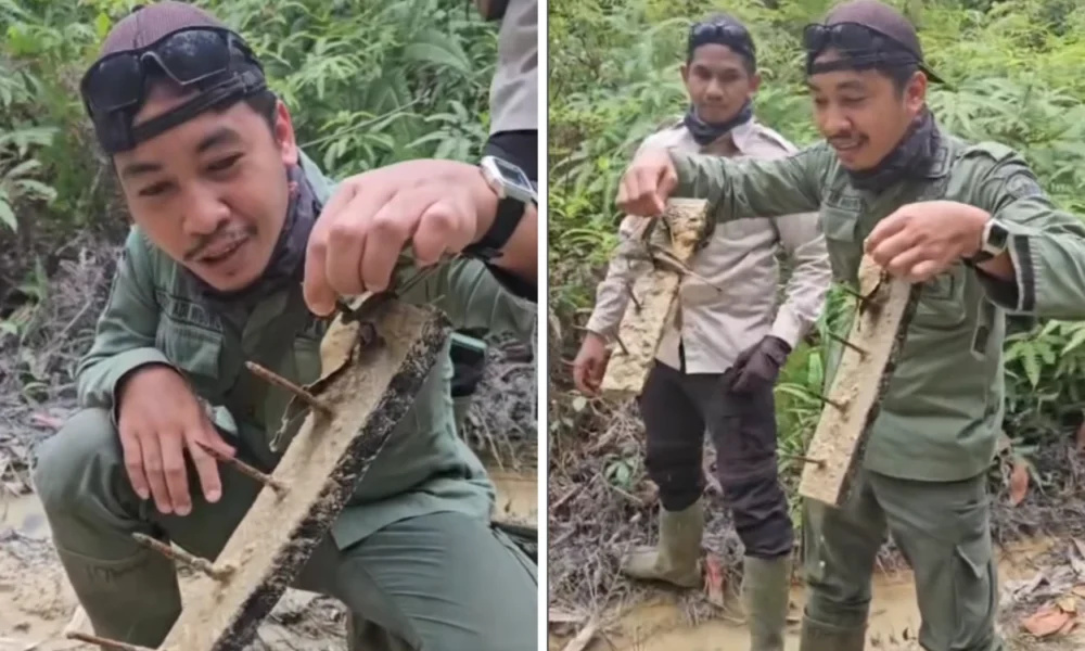 Viral! ranjau paku terlihat bertebaran di taman nasional tesso nilo