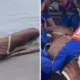 Wisatawan tewas usai loncat dari bangkai kapal viking di pantai pangandaran
