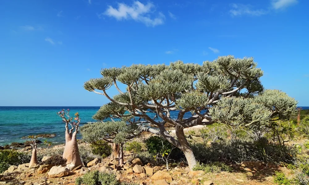 3 wni terjebak di pulau socotra imbas serangan saudi terhadap yaman
