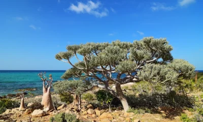 3 wni terjebak di pulau socotra imbas serangan saudi terhadap yaman