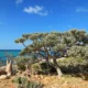 3 wni terjebak di pulau socotra imbas serangan saudi terhadap yaman