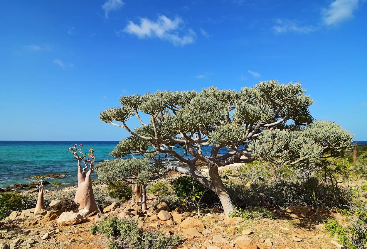 3 wni terjebak di pulau socotra imbas serangan saudi terhadap yaman