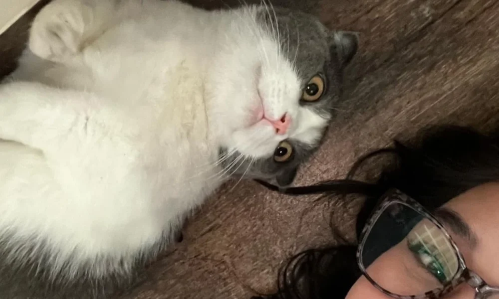 Begini nasib mikasa, kucing kesayangan lula lahfah usai kepergian majikannya